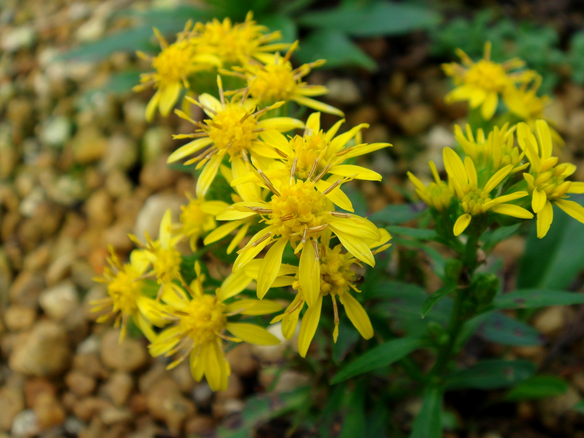 Solidago virgaurea L. subsp. leiocarpa (Bentham) Hultén var. ovata ...